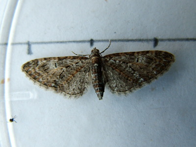 Brindled Pug